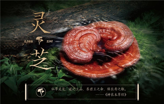 御沁品×科学滋补,到底哪些人适合用灵芝食补?